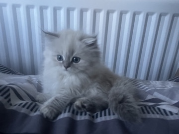 British Longhair – British Long hair female cat – Dublin 7