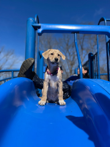 Catahoula Cur – selling dog