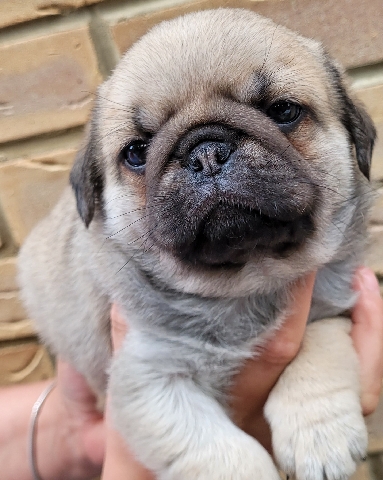 Pug – CHUNKY FLUFFY KC SILVER PUG PUPPIE