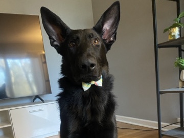 German Shepherd – Meet Apollo! 🐾 A Sweet, Loving Dog Looking for His Forever Home – Niles