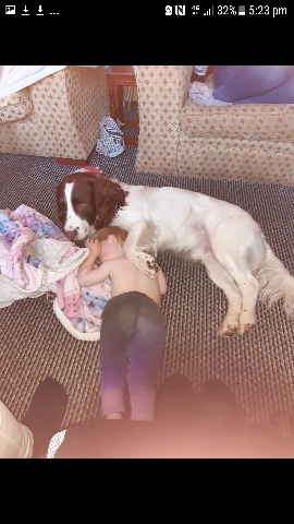 buzz is a working springer spaniel and  lovely boy