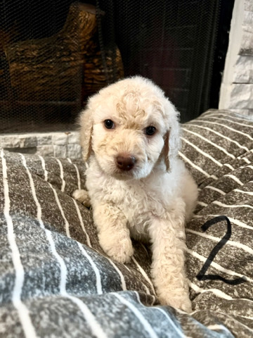 Goldendoodle