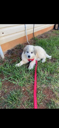 Great Pyrenees – For Sell/ Dont accept Checks