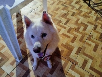 Siberian Husky – HUSKY SIBERIANO PURO