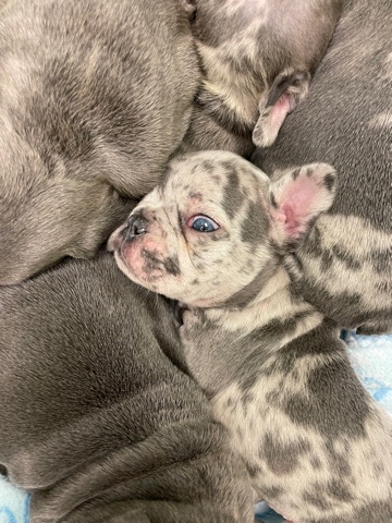 French Bulldog – French bulldog pups