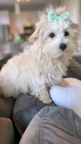 Havanese – Selinè sweet Havapoo