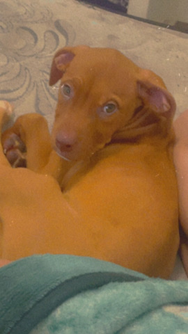 American Pit Bull Terrier – selling puppy