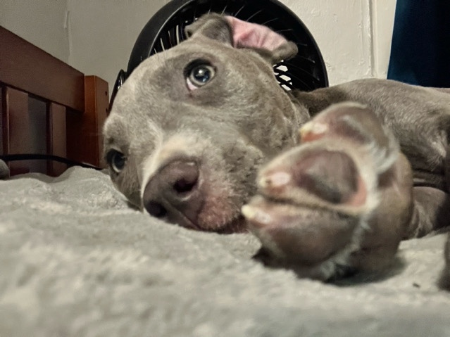 American Staffordshire Terrier – puppy for sale