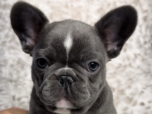 French Bulldog – Frenchie Puppy Available – Hollywood