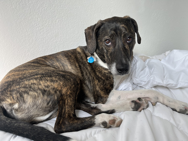 Treeing Walker Coonhound – Smart Treeing Walker Coonhound - 8 Years Old - Tucson – Tucson