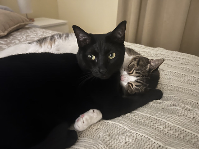 Two Sweet Cats Looking for a Loving Home – Miami
