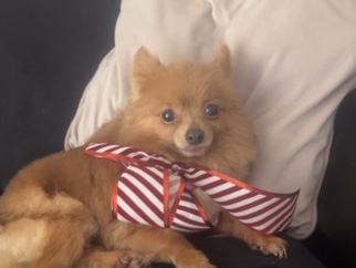 Pomeranian – Friendly 6-Year-Old Pomeranian Available in Owings Mills – Owings Mills