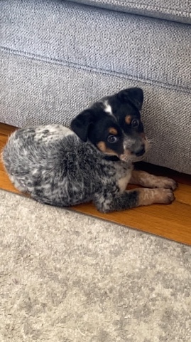 Australian Cattle Dog – blue heeler pup
