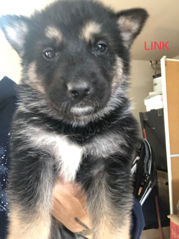 German Shepherd – German Shepard Puppies