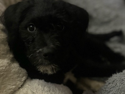 Poodle – 3 Labordoodle/ terrier puppies – Orlando