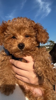 Poodle - Mini Maltipoo 9 months old  available for adoption in Los Angeles