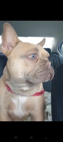 French Bulldog – French bulldog female