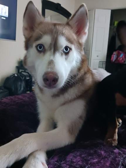 Siberian Husky – Pure bred husky