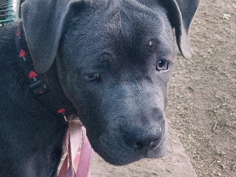 Cane Corso - cane coso pappy  available for adoption in London
