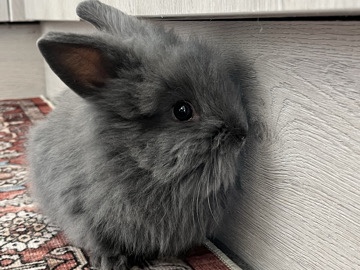 Lionhead – grey lion head bunny – Salford