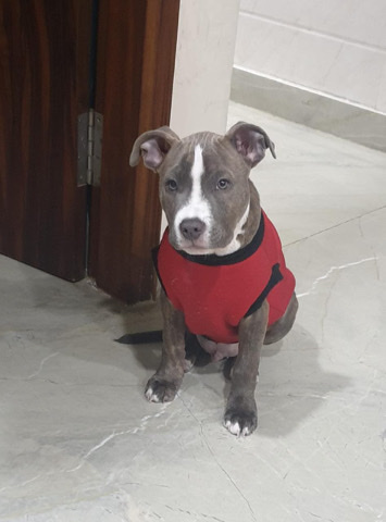 American Bulldog – selling my 3month old pet dog
