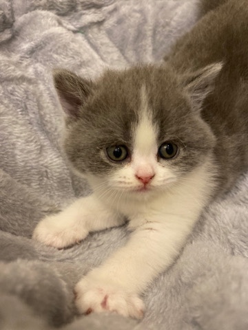 Scottish Fold – Scottish kitten