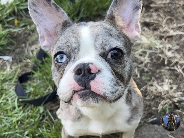 French Bulldog – Frenchton for sale – Bethlehem
