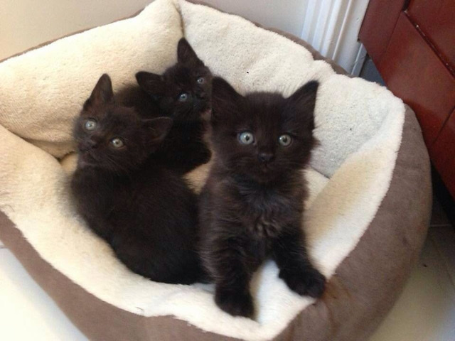Adorable 10-Week-Old Kittens Available in London – London