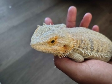 bearded dragon
