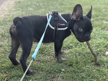 French Bulldog – french bulldog male puppy – Hitchin