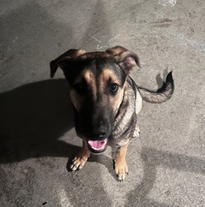 Mila needs a forever home! Could it be yours?