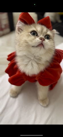 British Shorthair – celine