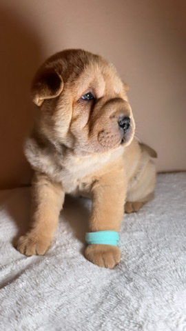 Chinese Shar Pei Puppies  