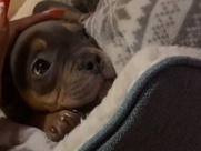 Mixed Breed - puppy for sale available for adoption in London