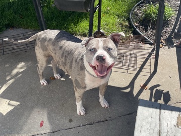 American Pit Bull Terrier – Zeus – Flint