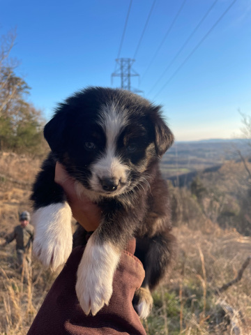 Miniature Australian Shepherd – Miniature Australian Shepherd