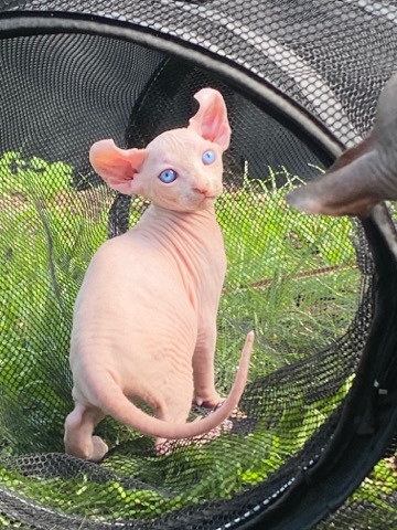 Sphynx – sphynx kittens