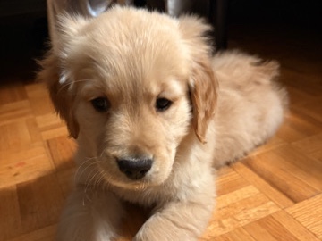 Golden Retriever - pure golden retriever puppy need sell urgent available for adoption in Toronto