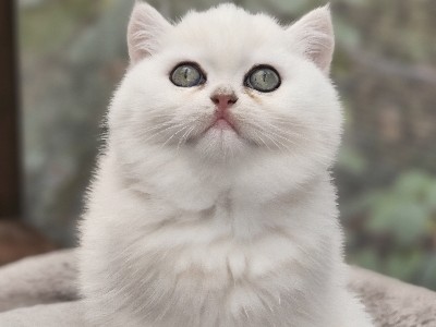 Britisch Kurzhaar Mädchen Velina 