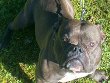 American Bulldog – FRENCHY/XL BULLY – Dallas