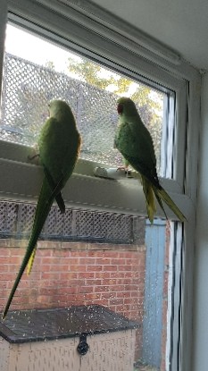 Indian Ringneck Parakeet – Pair of Ringneck parrkeets