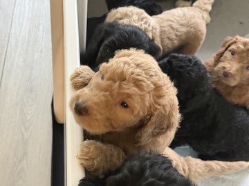 Goldendoodle – Standard Goldendoodle Puppies – Ready for Loving Homes – Cordova