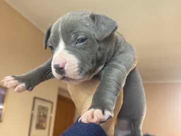 Image of American Pit Bull Terrier