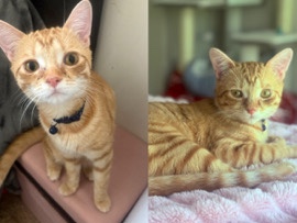 free cat – Gainesville