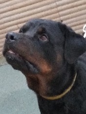 Rottweiler – Rottweiler male dog for sale