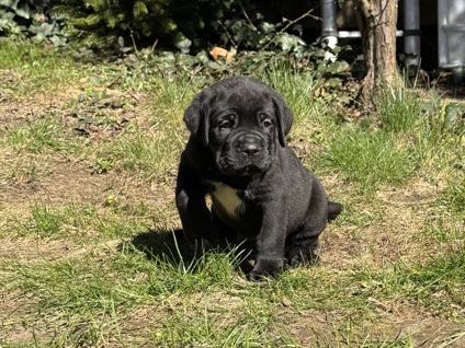 Cane Corso - 🏆🏅Cane Corso Champion Purebred Puppies🥇🎖️ available for adoption in London