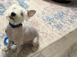 Miniature Schnauzer – Mini Schnauzer – 2yrs – Potty Trained – $500 – Ready Now – Charlotte