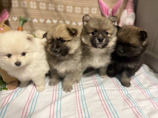 Pomeranian – Pomeranian