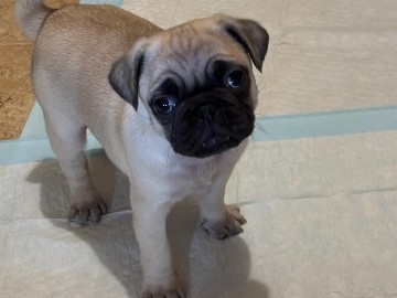 Pug – Baby Pug – Chico