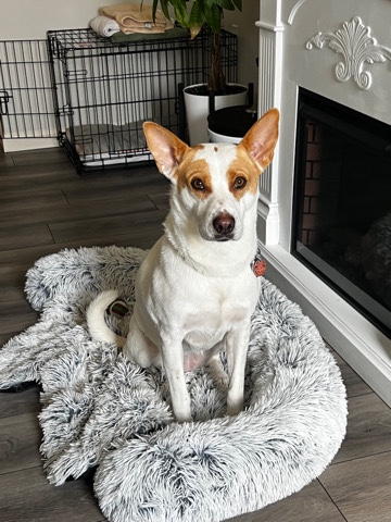 Australian Cattle Dog – Best Dog Ever!!
